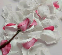 pink roses, white wallpaper