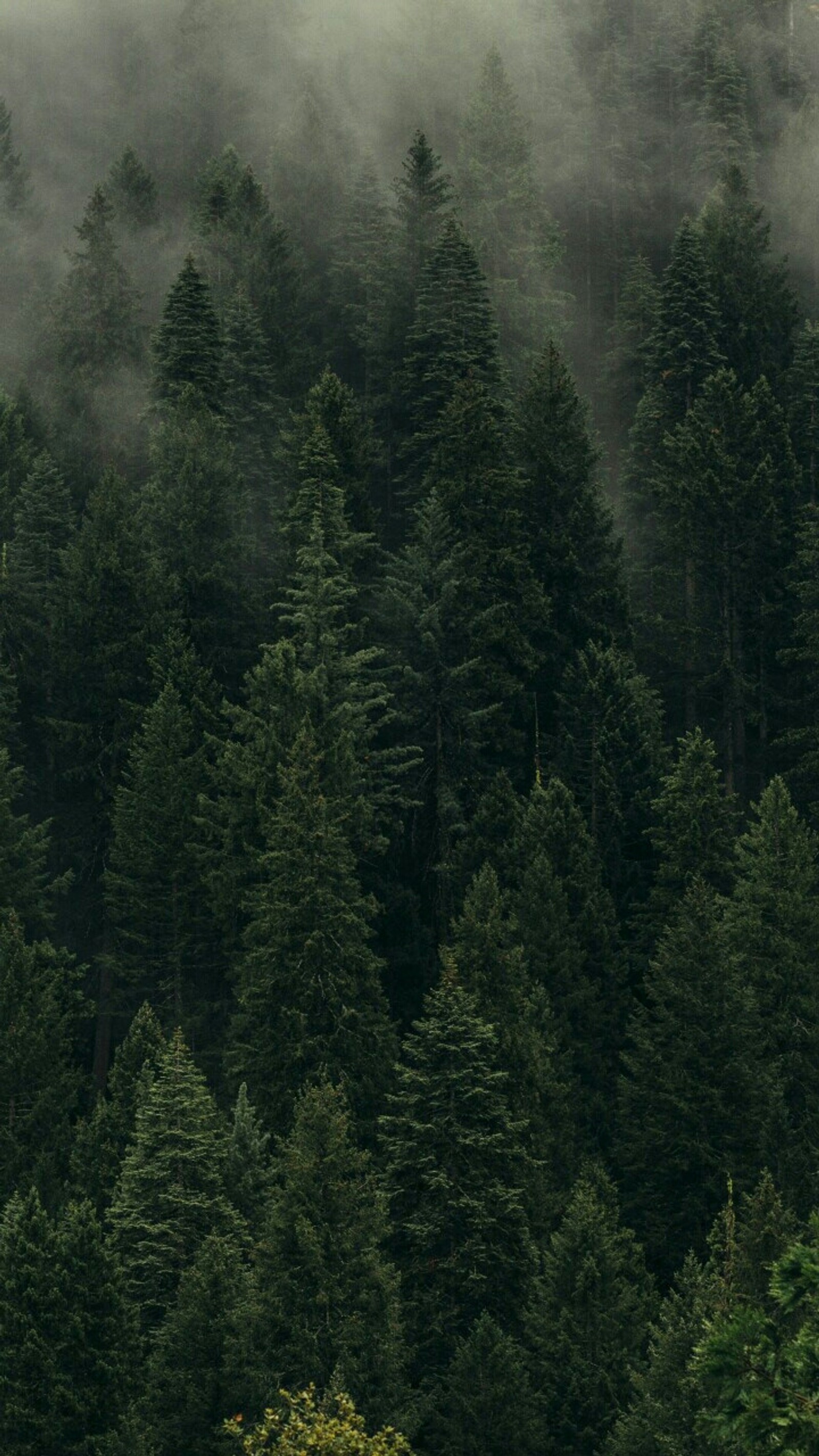 Há um pequeno pássaro branco voando sobre uma floresta de árvores (bosque, floresta)