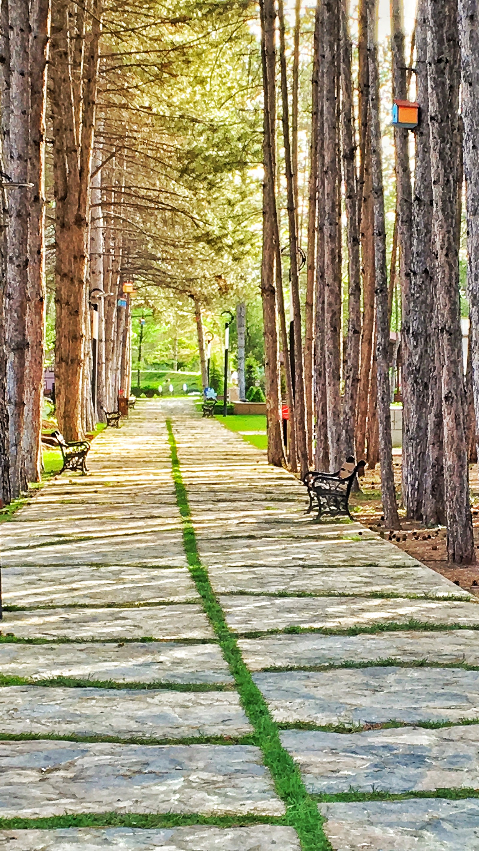 Un parc avec un chemin en pierre et des bancs alignés (botanik, eskisehir, parc, dinde)