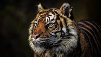 tiger face, majestic, wild animal, closeup, 5k wallpaper