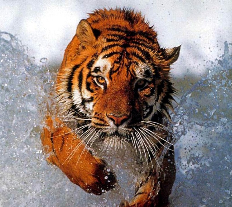 Тигр, бегущий по воде, с головой, повернутой к камере (bathing tiger)