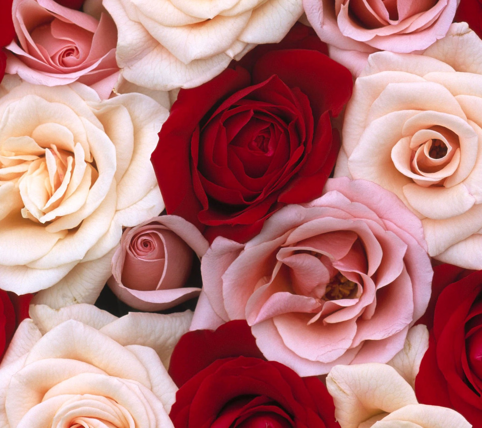 cute, feeling, love, rose wallpaper