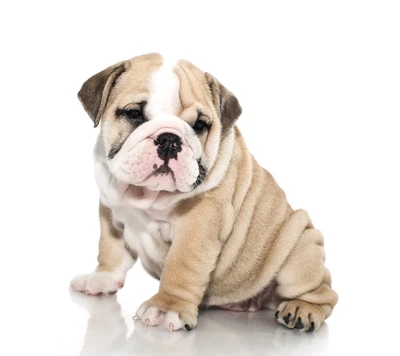 Encantador cachorro bulldog con expresión juguetona