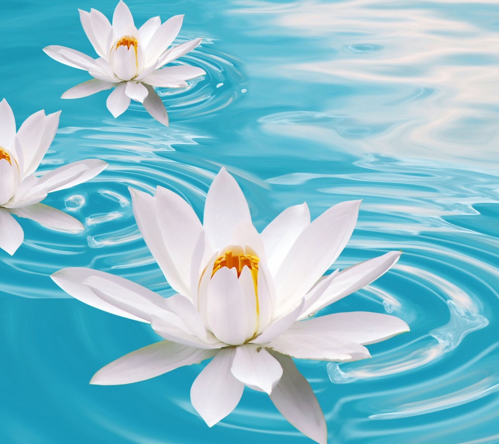 Three white water lillies floating in a blue pool of water (blue, flowers, lilies, nature, water)