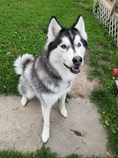 animal, cachorro, cães, husky, filhote