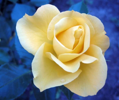 flower, nature, rose, yellow