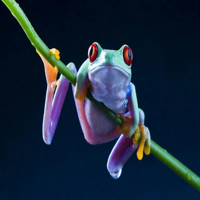 Grenouille arboricole colorée sur une tige verte