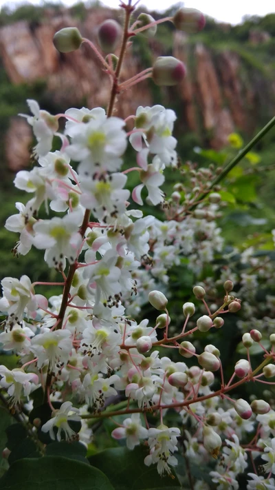 Zarte weiße Blumen, eingerahmt von majestätischen Bergen