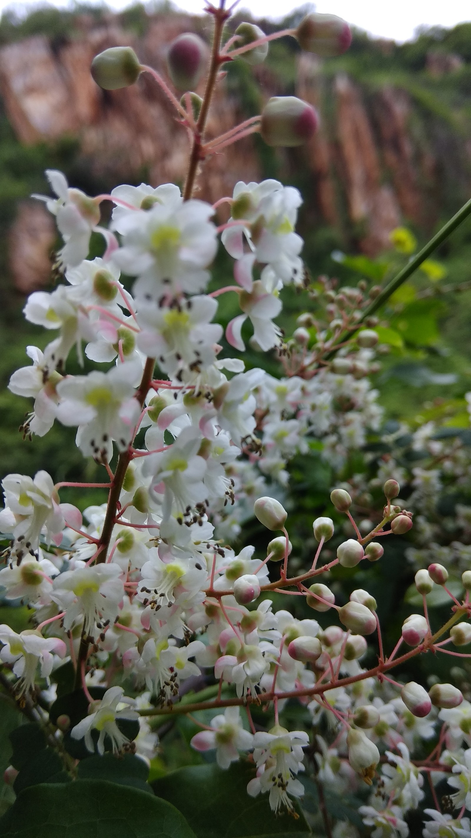 Lade schön, schöne blumen, niedlich, blumen, berge Hintergrund herunter