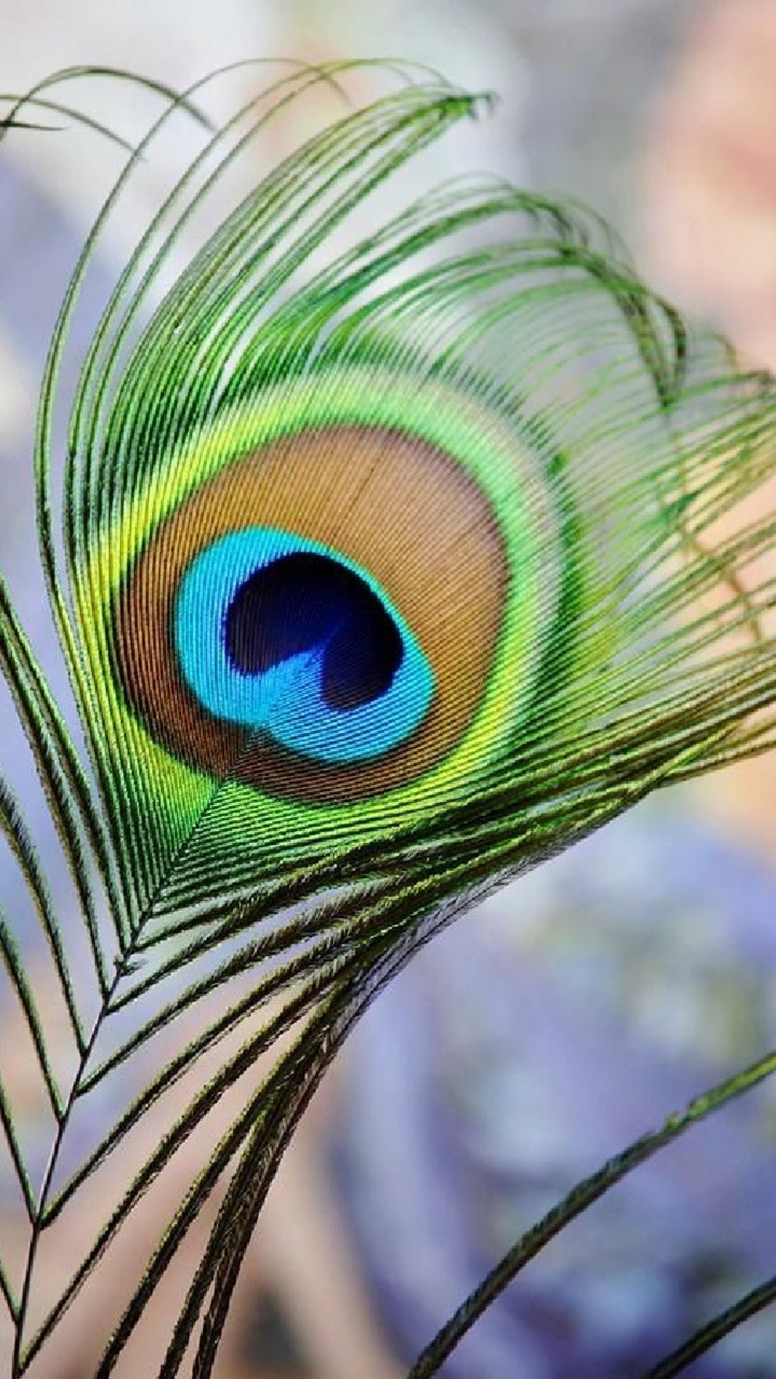 Un gros plan d'une plume de paon sur une table (beauté, hd, nature)