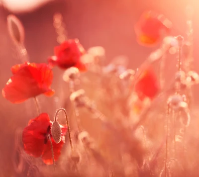 hermoso, flores, ligero, naturaleza, rojo