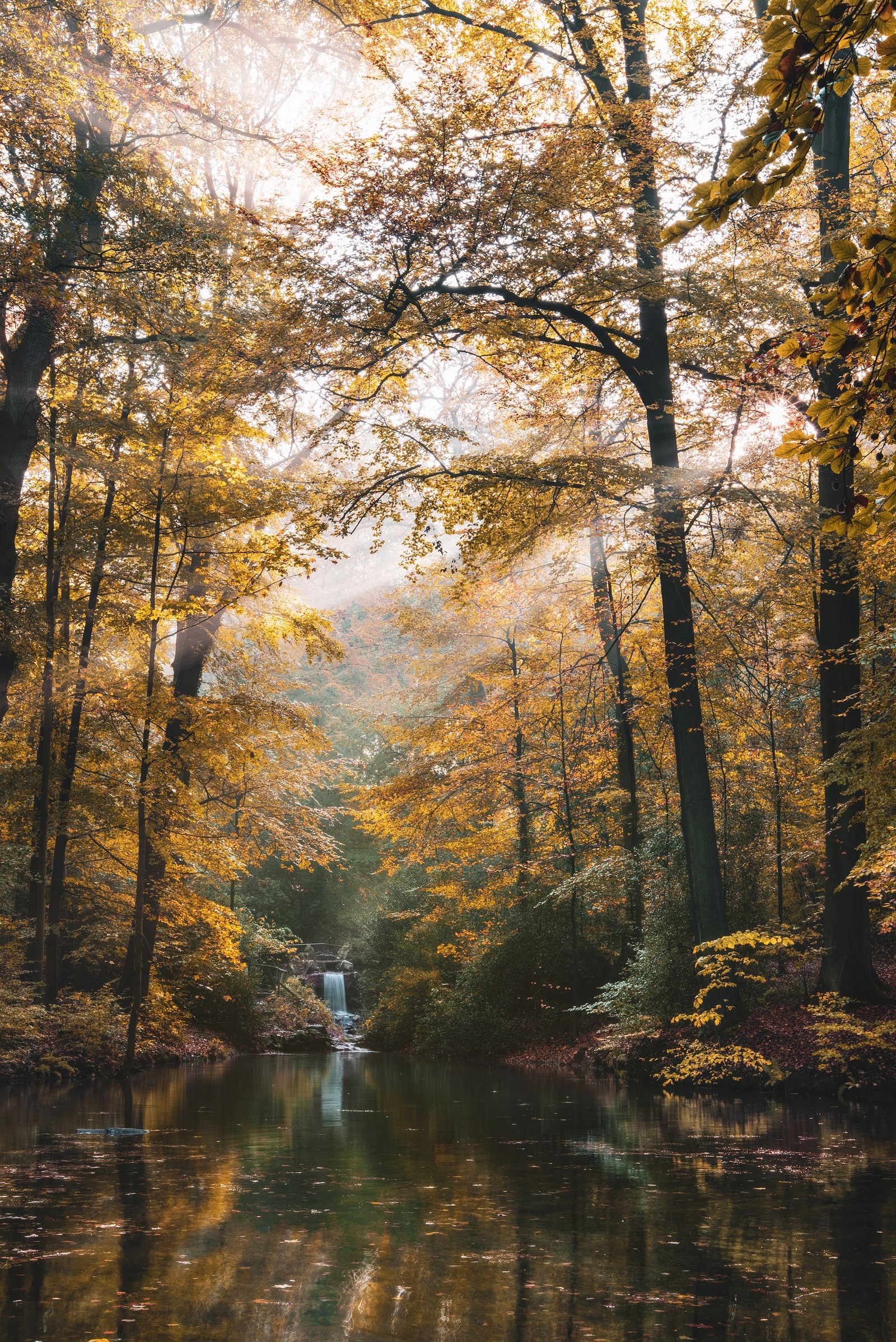 Trees are in the background and a stream is in the foreground (tree, nature, forest, natural landscape, natural environment)