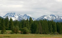 pine, tree, mountainous landforms, mountain, mountain range