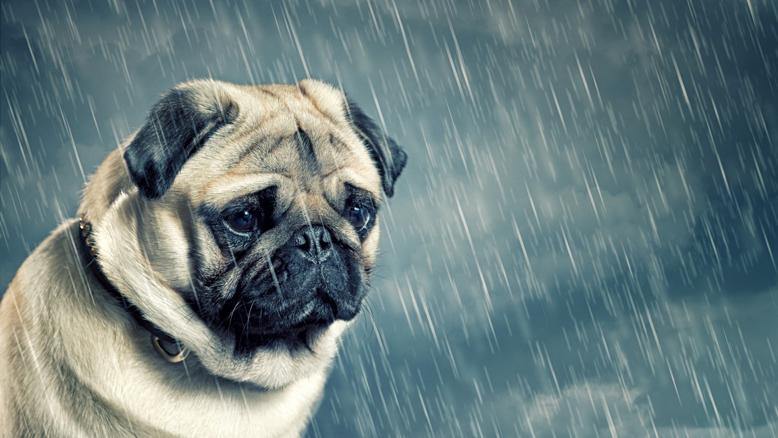 Hay un perro pug que está de pie bajo la lluvia (pug, cachorro, cabeza, perro, raza de perro)