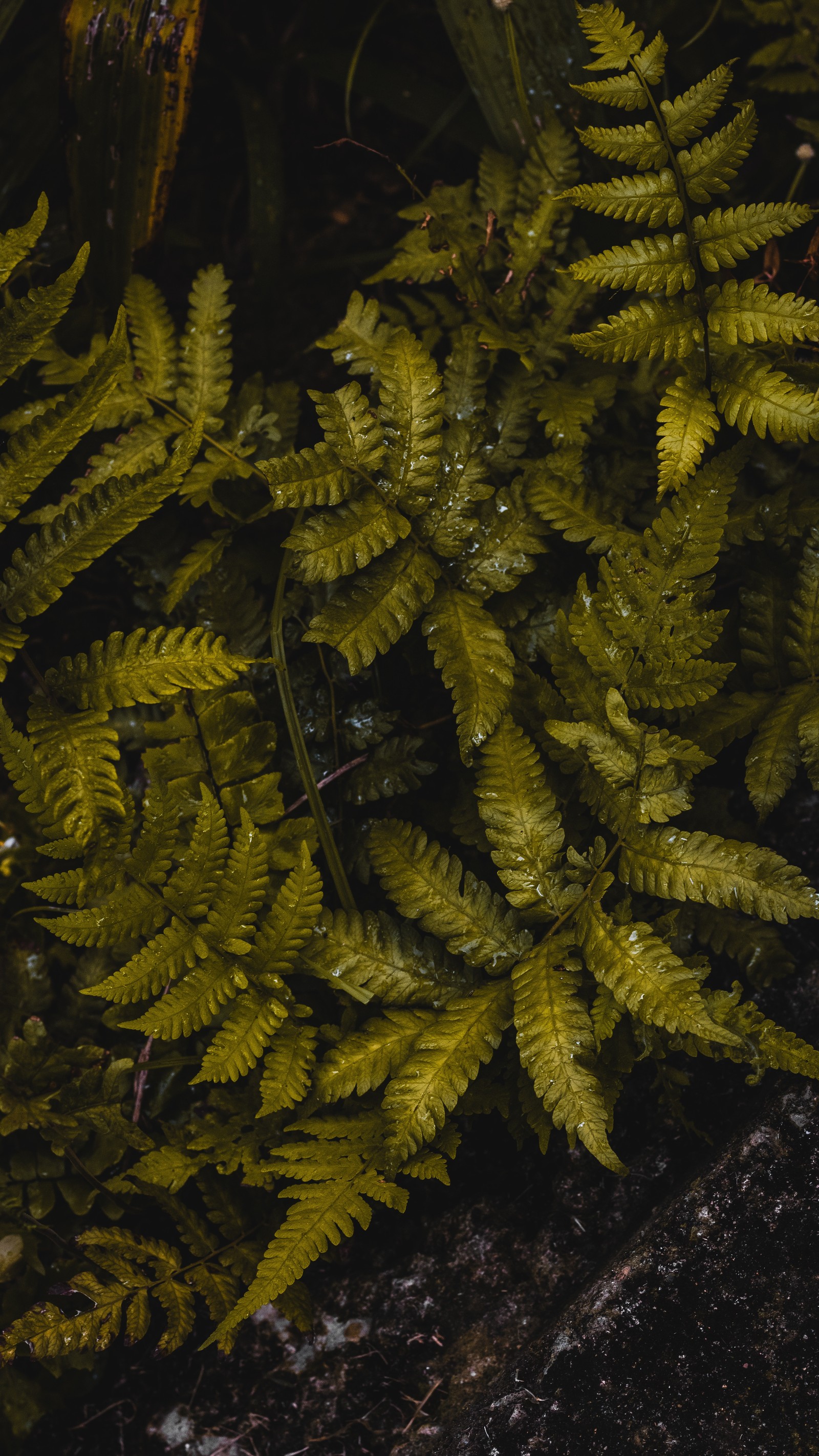 Uma planta crescendo do solo (vegetação, samambaia, folha, samambaias e cavalinhas, planta terrestre)