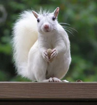 ardilla de árbol, ardilla, roedor, ardilla roja, animal