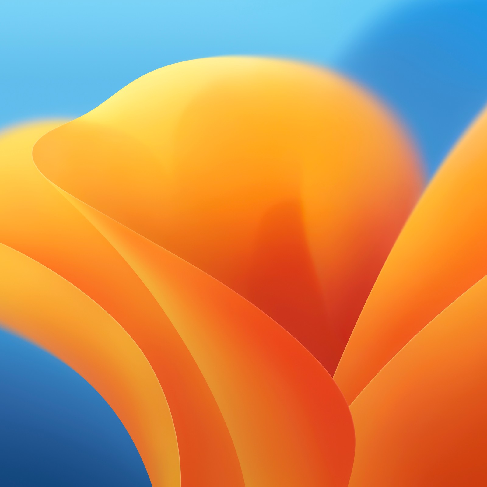 Gros plan d'une fleur sur fond bleu (macos 13, macos ventura, macos 2022, action, lumière)