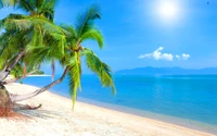 Tropisches Paradies: Ruhiger Strand mit Palmen und kristallklarem Wasser