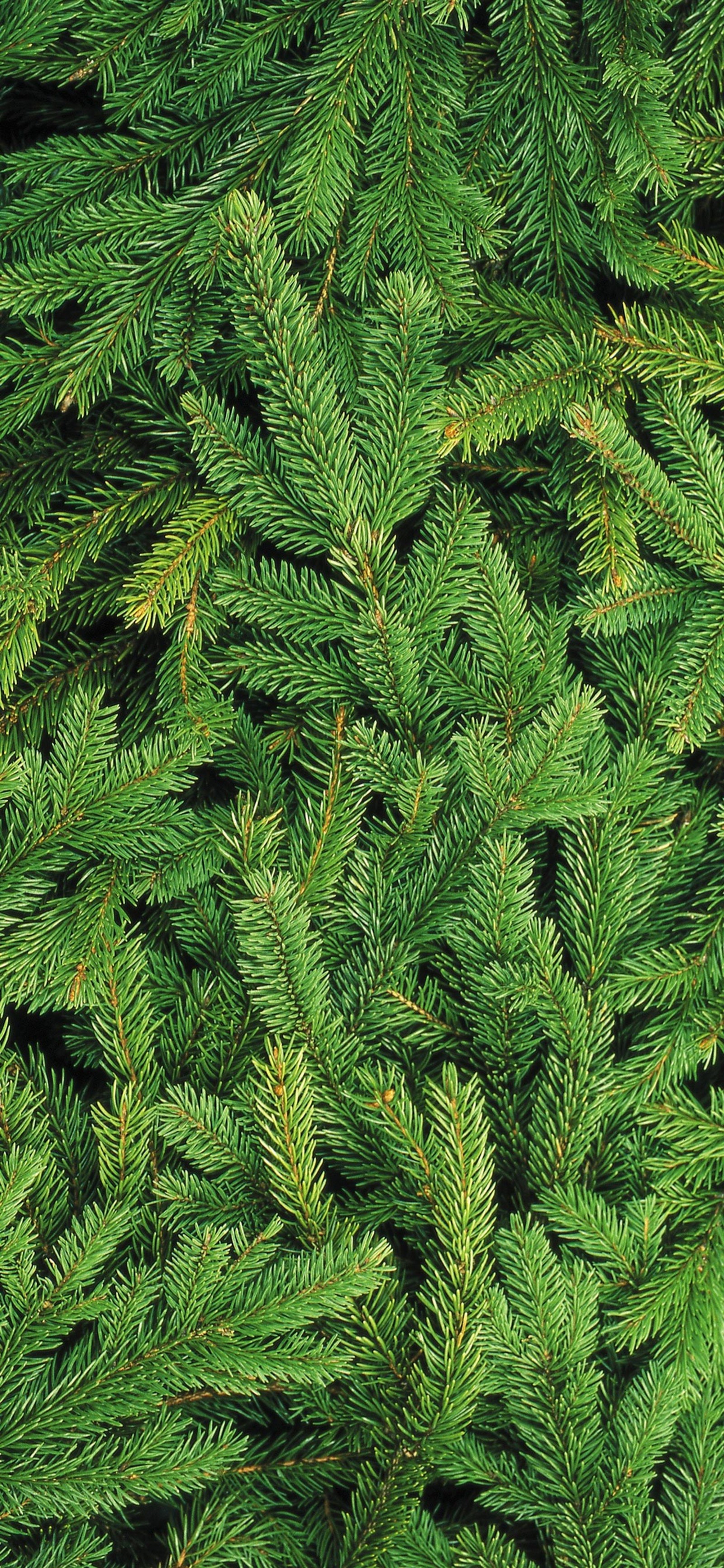 A close up of a pine tree with green needles (new year, christmas, christmas day, apples, ios)