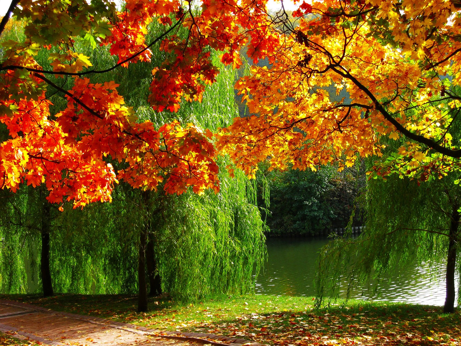 A view of a park bench sitting under a tree next to a lake (autumn, autumn leaf color, tree, leaf, nature)