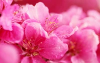 Close-up de pétalas de flor de cerejeira rosa em flor na primavera