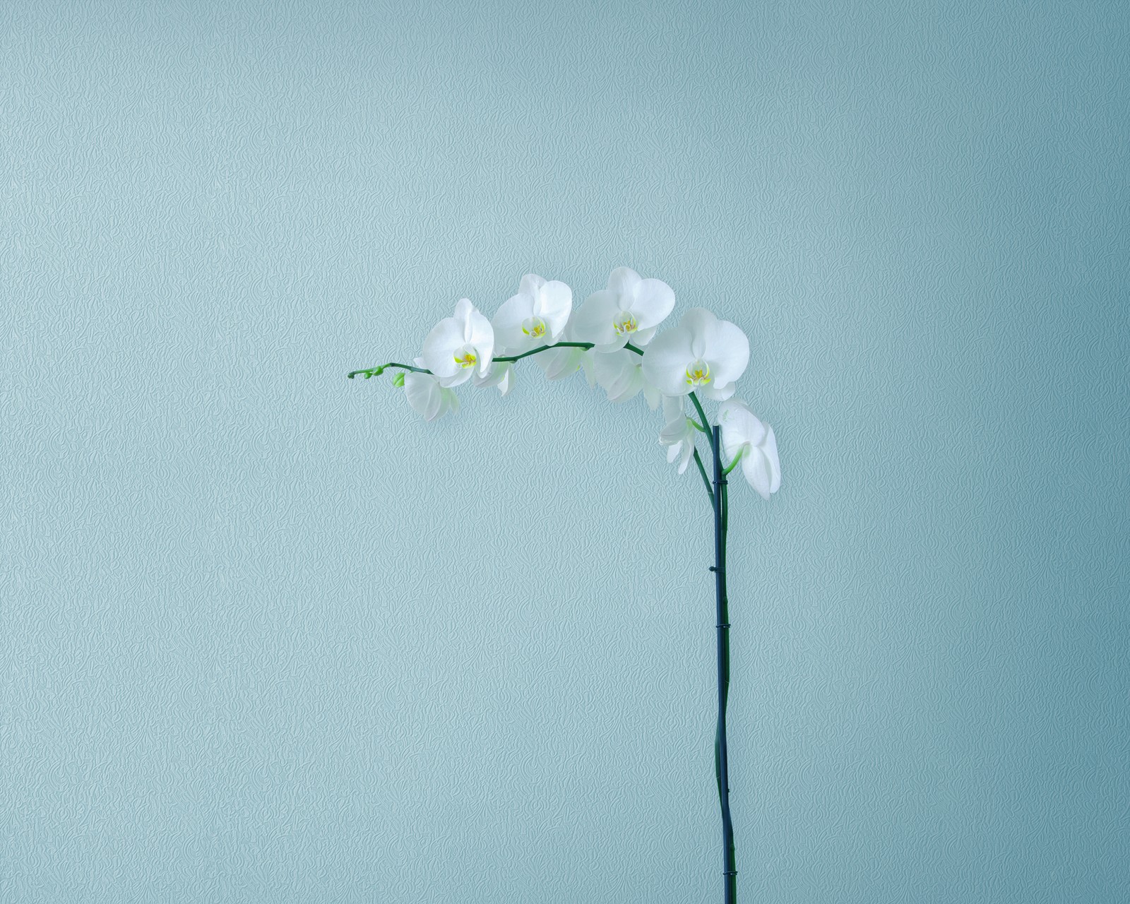 Il y a une fleur blanche qui est dans un vase (orchidées blanches, fleurs dorchidée, branche, artificial flowers, action)