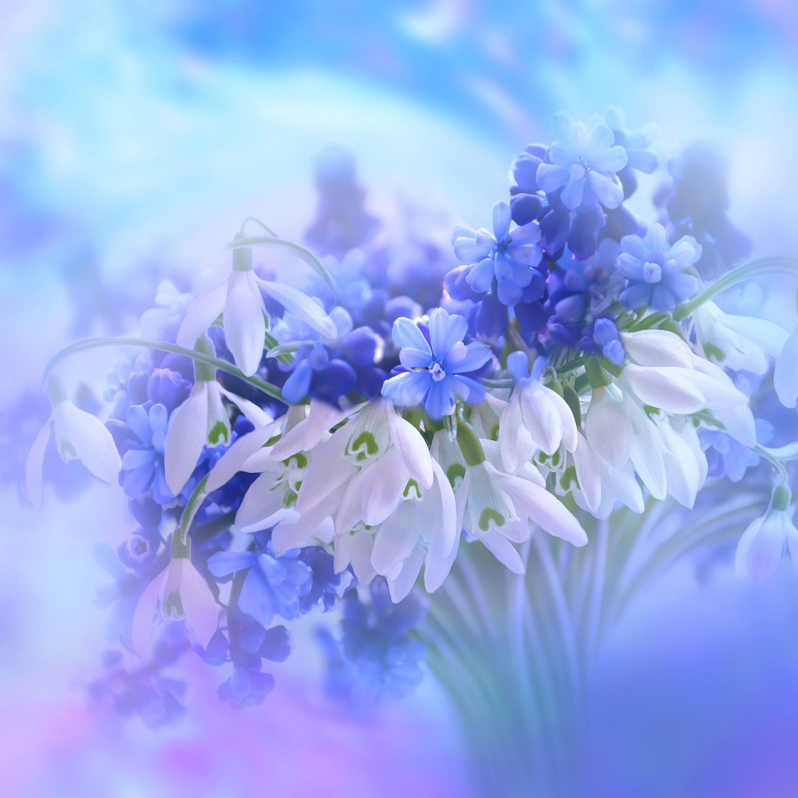 blue flowers, hyacinth, white, blossom, flowers wallpaper