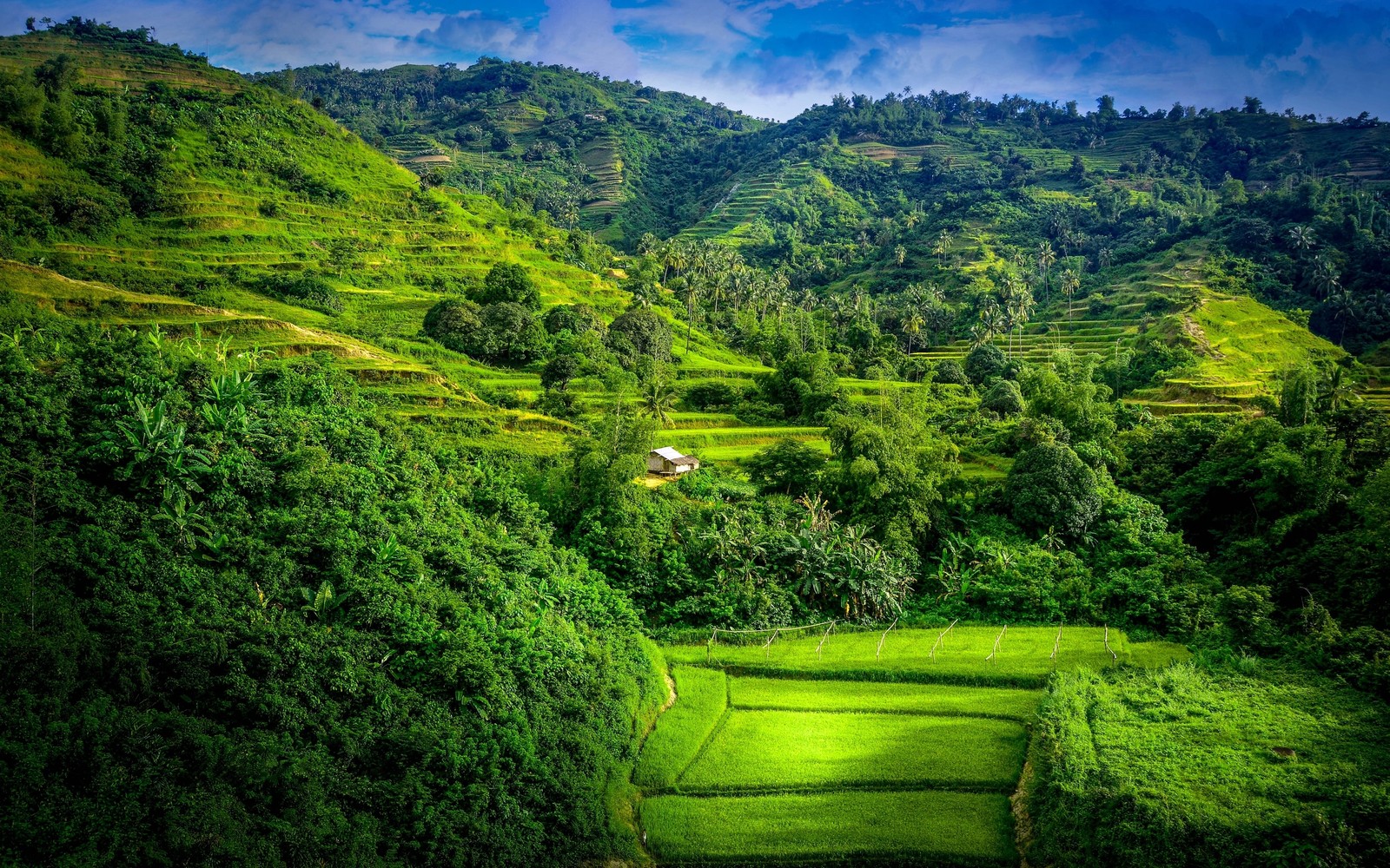 Um vale verde com algumas árvores e algumas colinas (paisagem, natureza, vegetação, terras altas, estação de montanha)