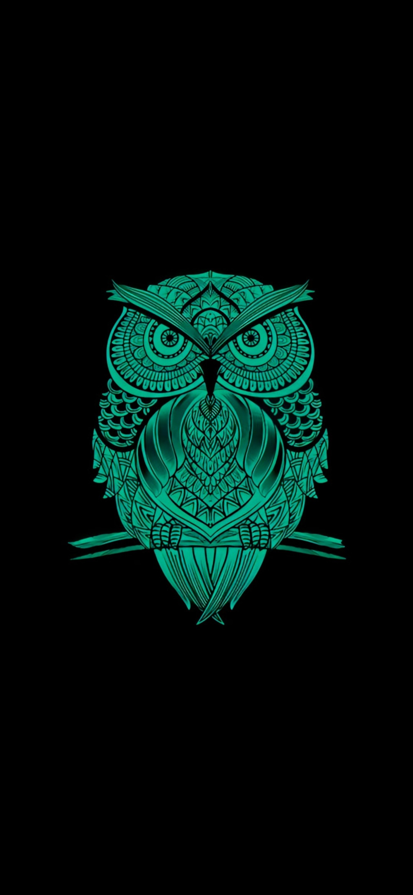 Gros plan d'un hibou vert sur fond noir (arts visuels, design, vert, turquoise, felidae)