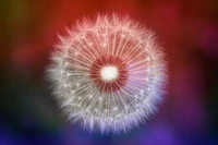 Close-Up of a Dandelion Flower with Bokeh Background