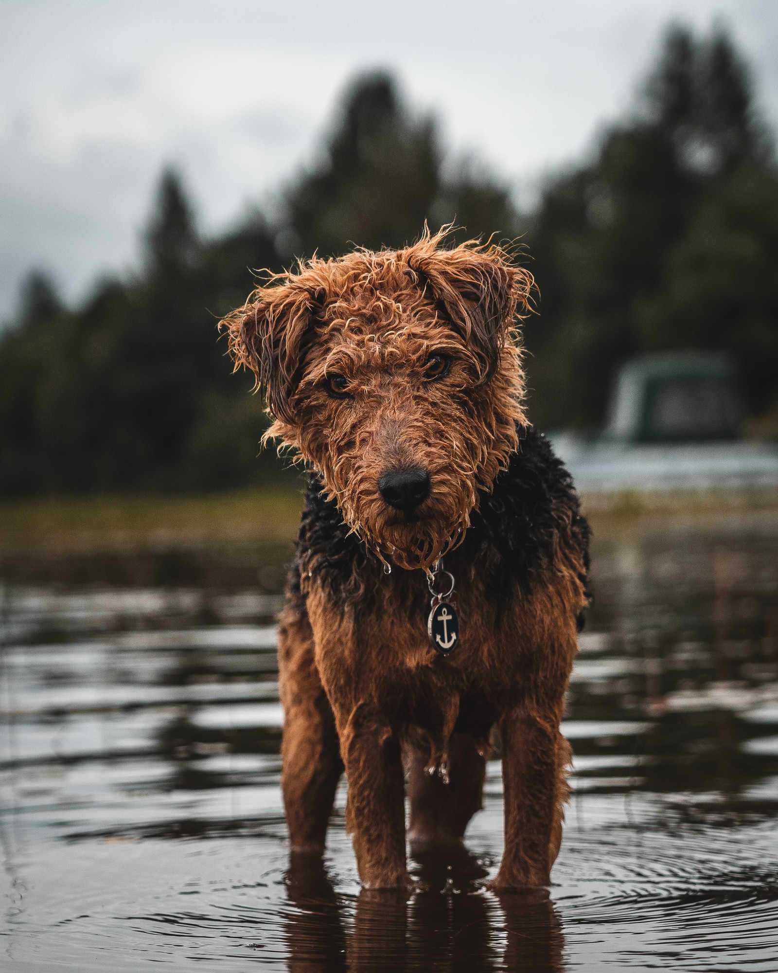 Há um cachorro que está em pé na água (cachorro, canidae, raça de cachorro, grupo esportivo, cão de água espanhol)