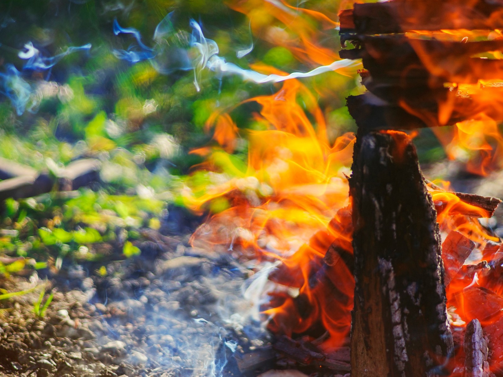 Hay un fuego que arde en la hierba (agua, fuego, fogata, árbol, luz solar)