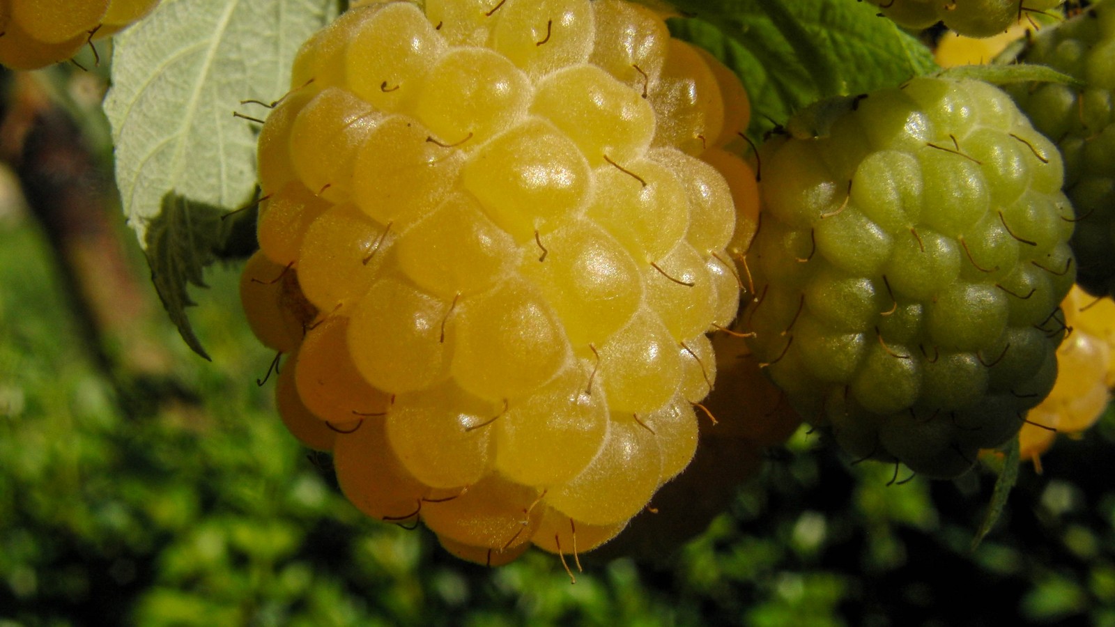 There are many ripe berries hanging from a tree in the sun (red raspberry, fruit, food, sweetness, yellow)