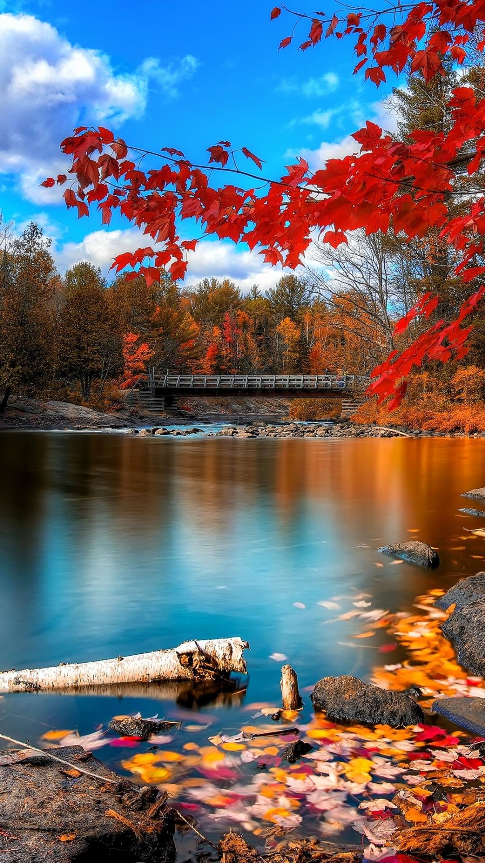 Trees with red leaves are in the water and a bridge is in the background (water, cloud, water resources, natural landscape, plant)