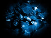 jellyfishes, deep sea, underwater, dark background, dark aesthetic wallpaper