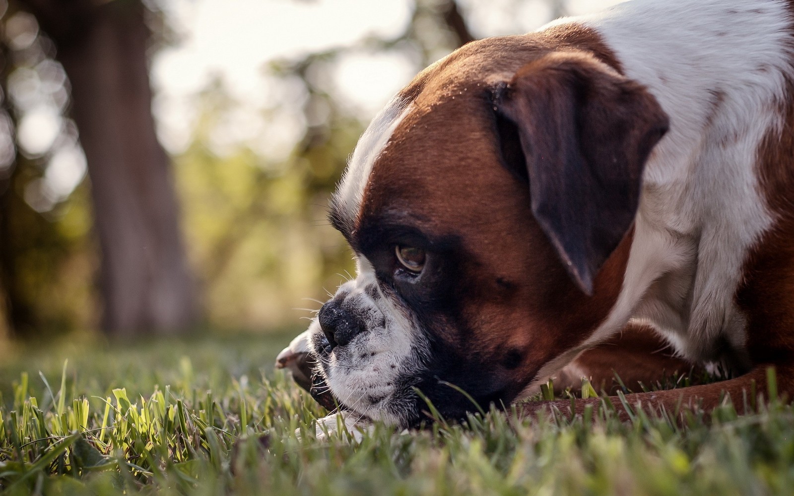 Hay un perro acostado en la hierba (boxeador, cachorro, raza de perro, perro, perro de compañía)