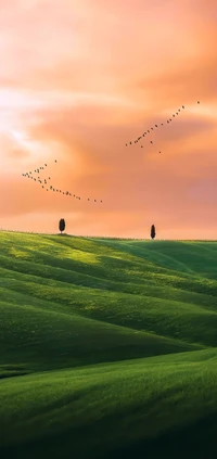 grassland, plant, cloud, atmosphere, bird