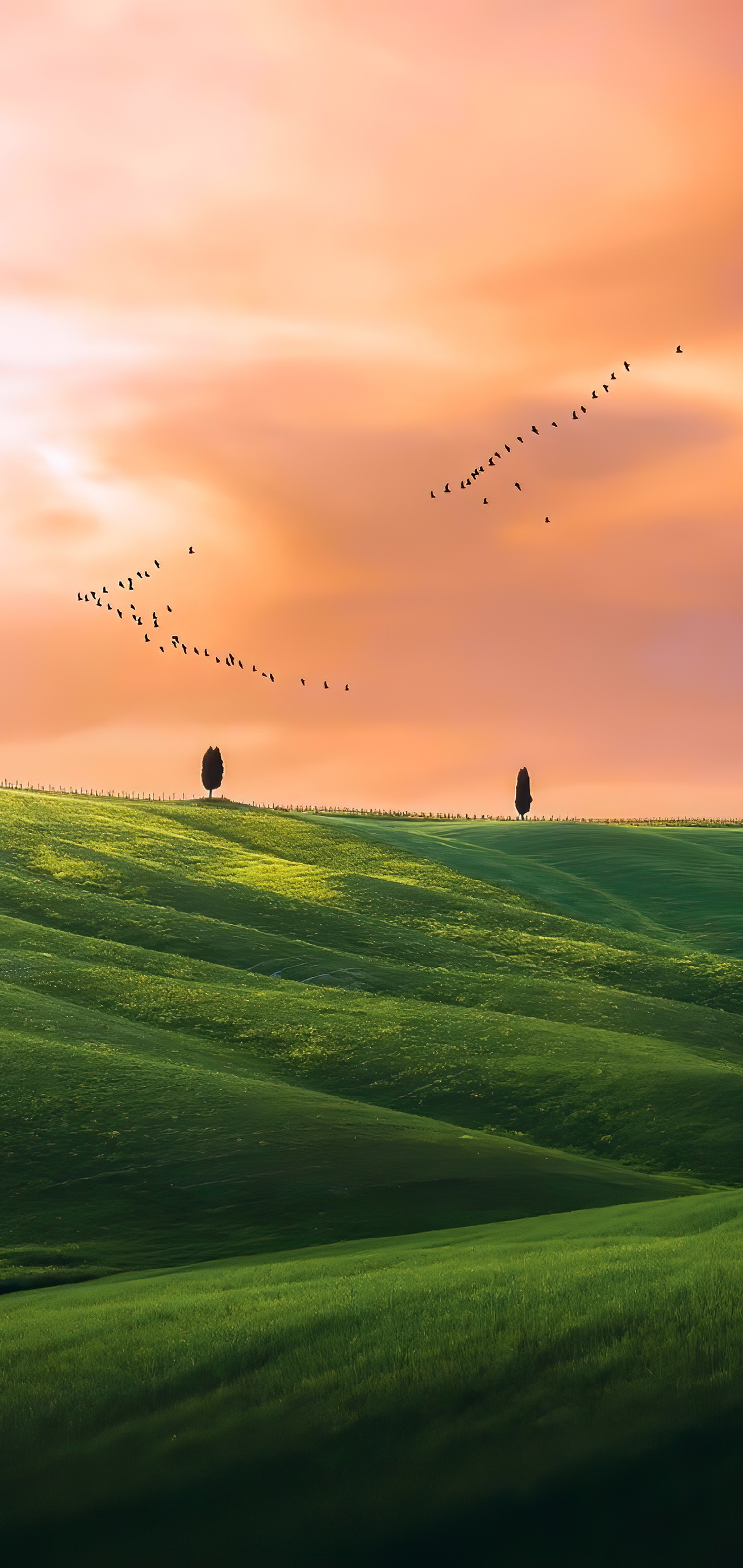 Un groupe d'oiseaux volant au-dessus d'un champ vert avec un arbre (prairie, plante, nuage, atmosphère, oiseau)