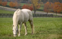 White mare grazing in a lush green pasture, surrounded by a vibrant landscape of autumn trees.