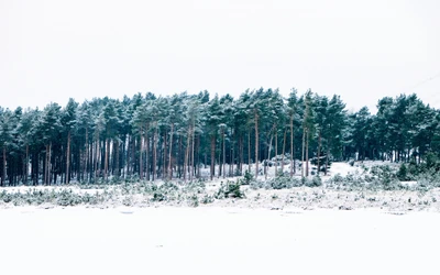 Bosque de pinos cubierto de nieve bajo un cielo invernal