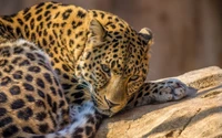 Leopardo majestoso descansando em uma rocha em seu habitat natural