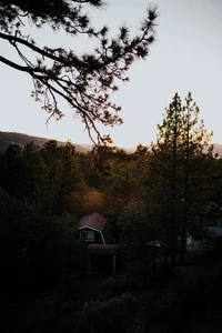 Serene Morning Light Breaking Through Forest Branches