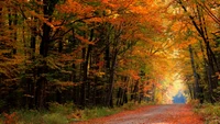 Sendero de otoño a través del vibrante follaje del bosque