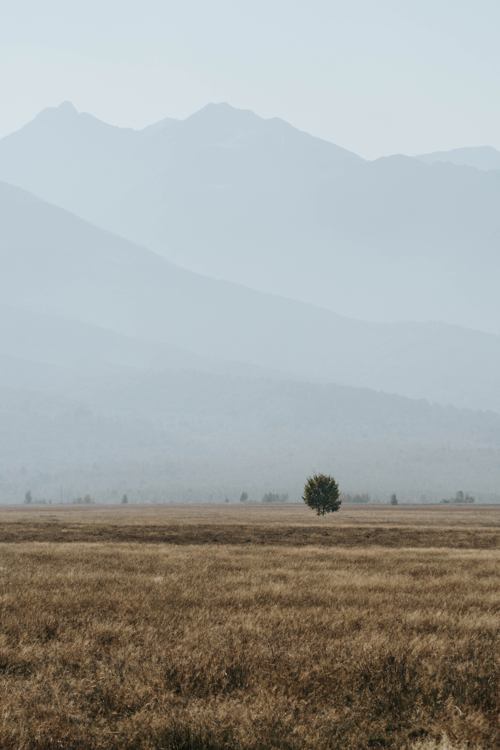 There is a lone zebra standing in a field with mountains in the background (rural area, morning, tree, national park, sky)