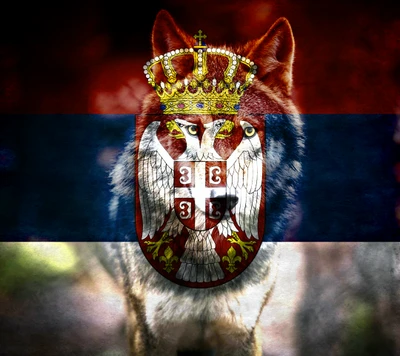 serbien, serbia, der wolf