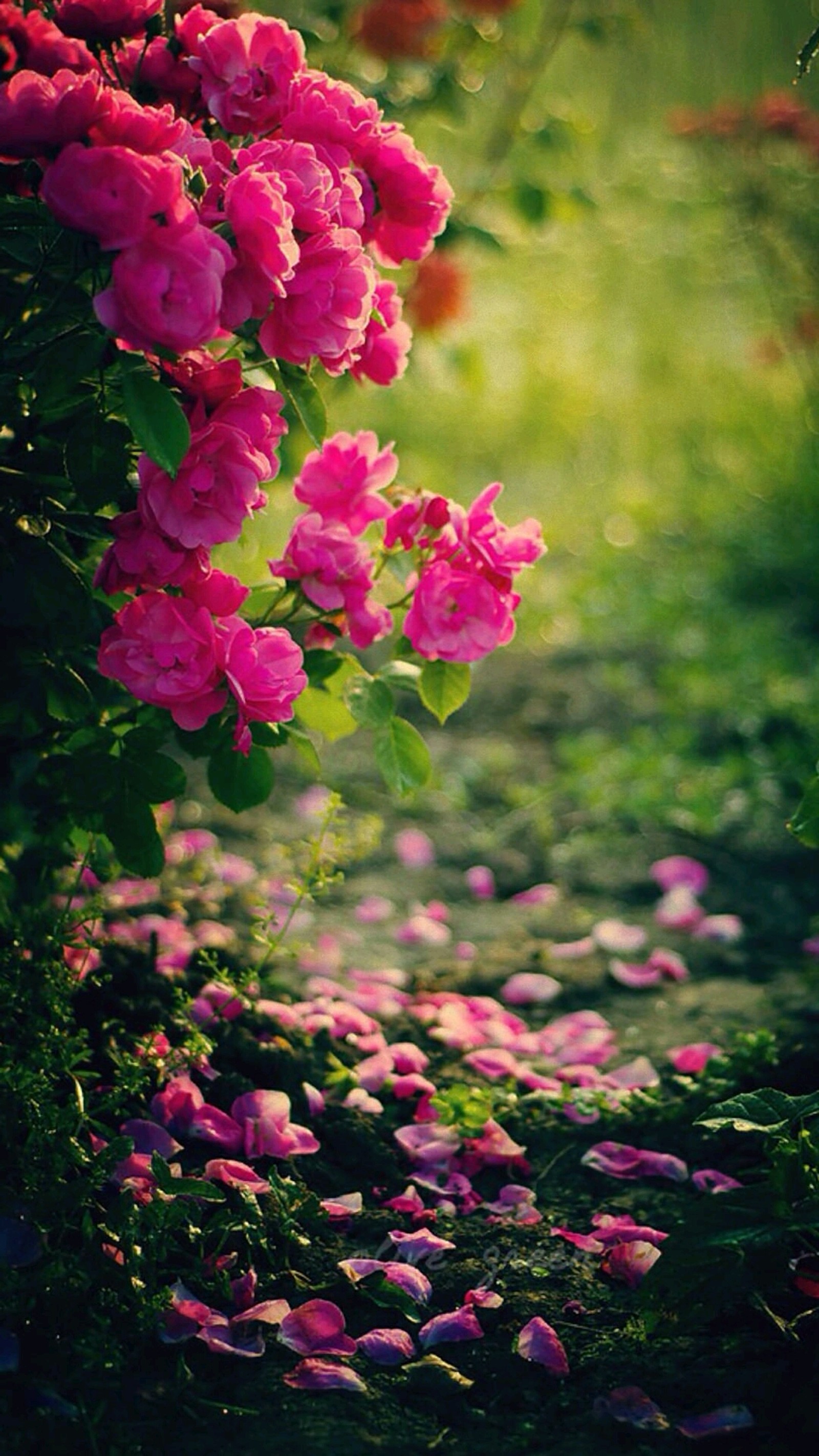 Hay un monton de flores rosas que crecen en el suelo (hd, naturaleza)