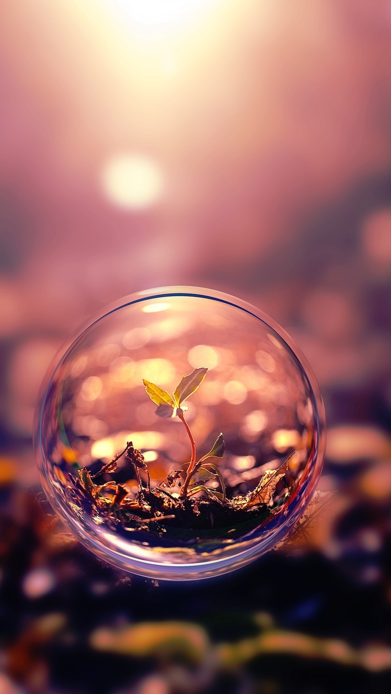 Arafed image of a small plant in a bubble on a beach (green, nature, pant, water)