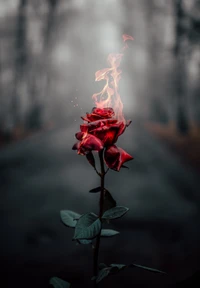 Burning Rose: Aesthetic Fusion of Nature and Flame