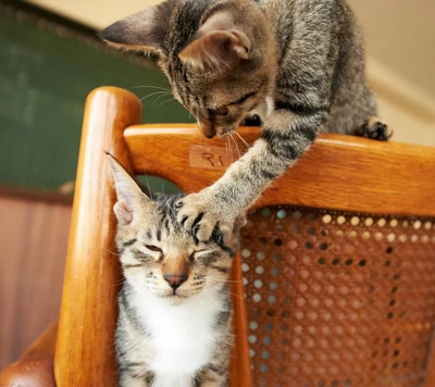 Gatos juguetones interactuando en una silla de madera