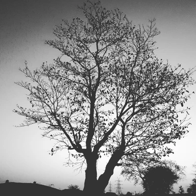 Arbre d'Amour Silhouetté Contre un Ciel Crépusculaire